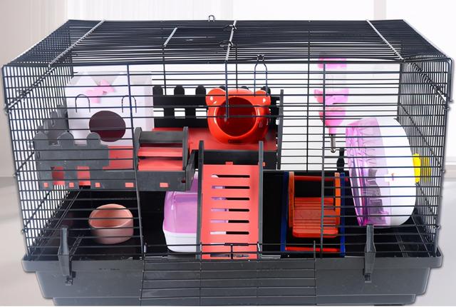 该如何正确的饲养仓鼠呢，教你养护可爱的小仓鼠