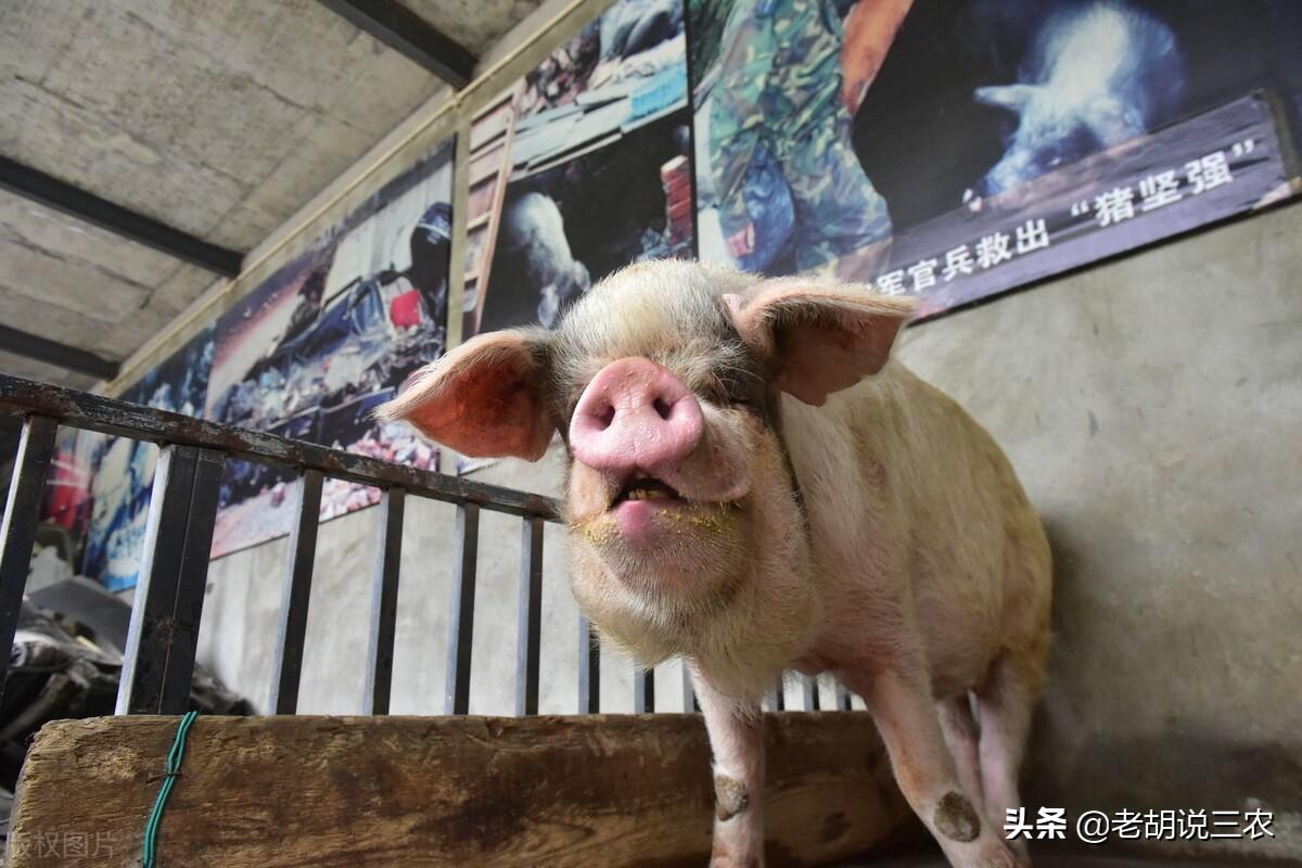 世界上寿命最长的猪，中国最长寿的猪（全国闻名的“猪坚强”已经无法站立）