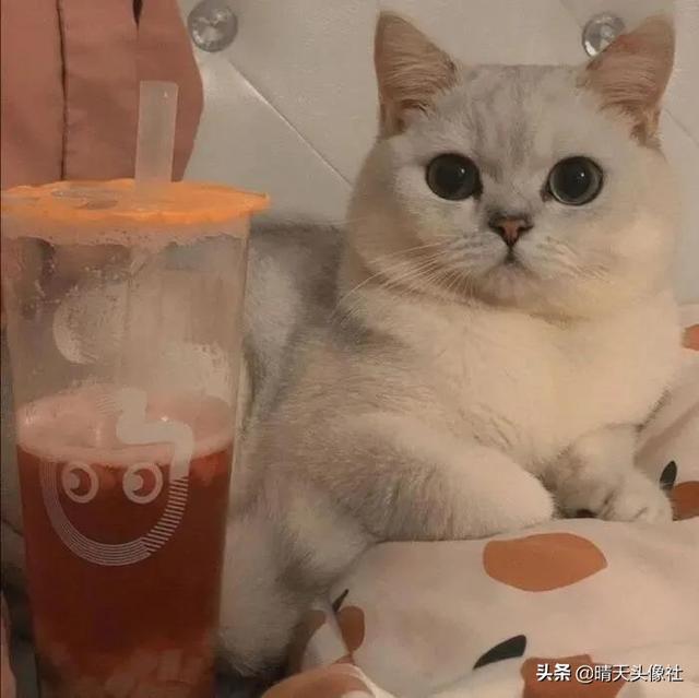 萌宠头像微信，萌宠头像（正如晚来的你皆是笑意）