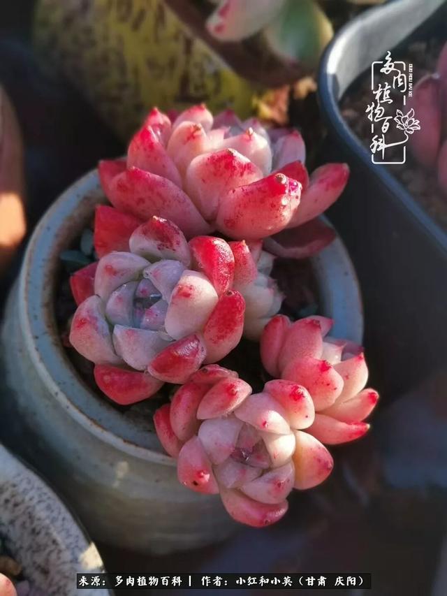 姐妹情深的句子，姐妹情深的句子简短（赏娇媚多肉，忆姐妹情深）