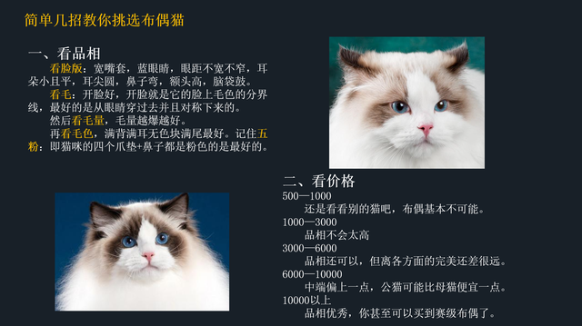 如何挑选布偶猫幼猫，简单几招学会挑选心仪的布偶猫