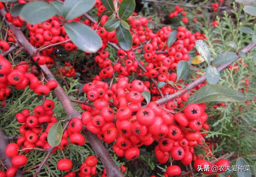 山上有一种水果叫火盆(冬季还有一串红色果子的野生植物) - 彝家农业