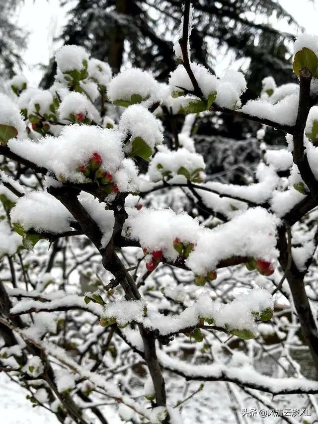 关于冷雪的句子，雪冷心更冷的句子（七绝•雪中花）
