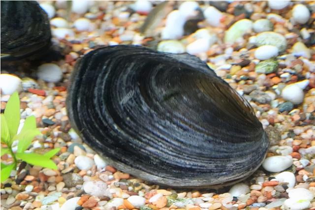 蛏子怎么读，蛏子怎么吃法家庭吃法（蛤、蚌、蚶、蚬……菜市场里的贝壳你都认识吗）