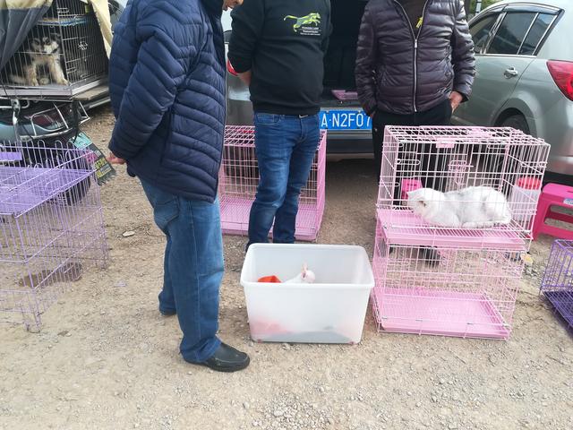 吉娃娃狗多少钱一只，金娃娃狗（狗市吉娃娃一只1200元）