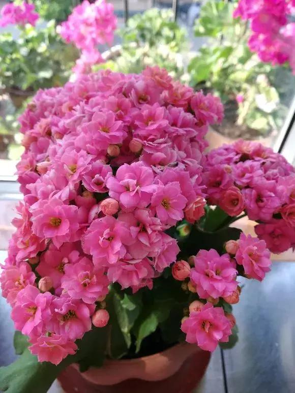 废旧花泥的妙用，废旧花泥可以种花吗（换盆后旧土别扔）