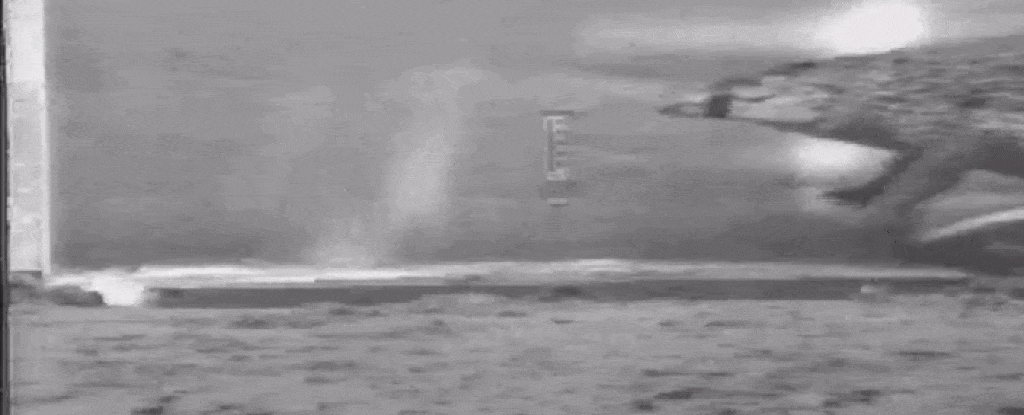 关于鳄鱼的资料，鳄鱼速度18km/h