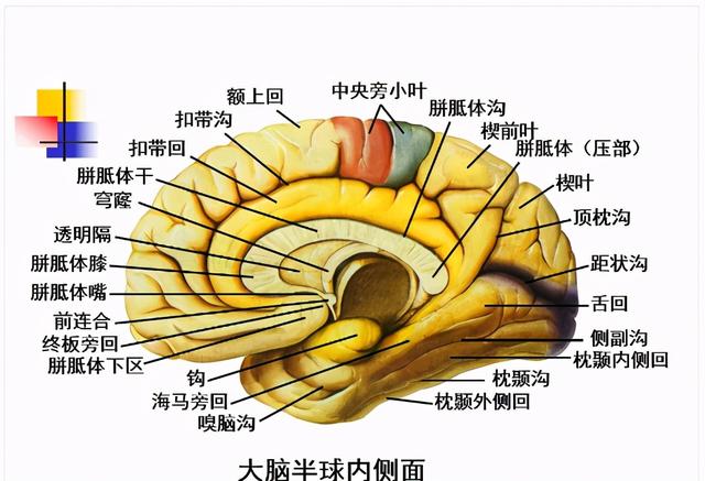 大脑杏仁体解剖图，高清大脑解剖图谱