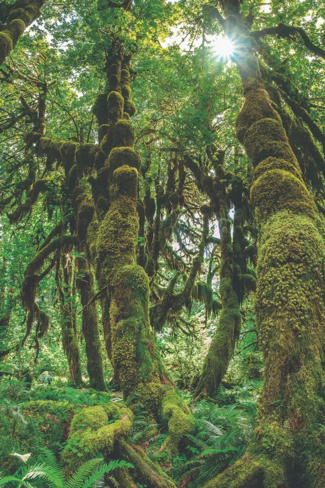 青苔和苔藓的区别图片，青苔怎么养才茂盛（上岸后，就傻傻不再进化的苔藓）
