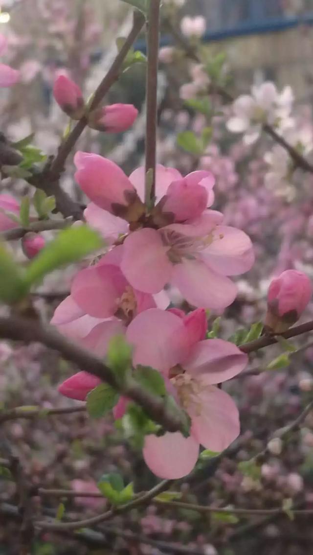 阳春三月好景色，春风十里，阳春三月好去处！