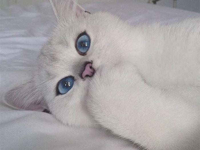 白毛蓝眼,绝对的美丽,相对的苦难