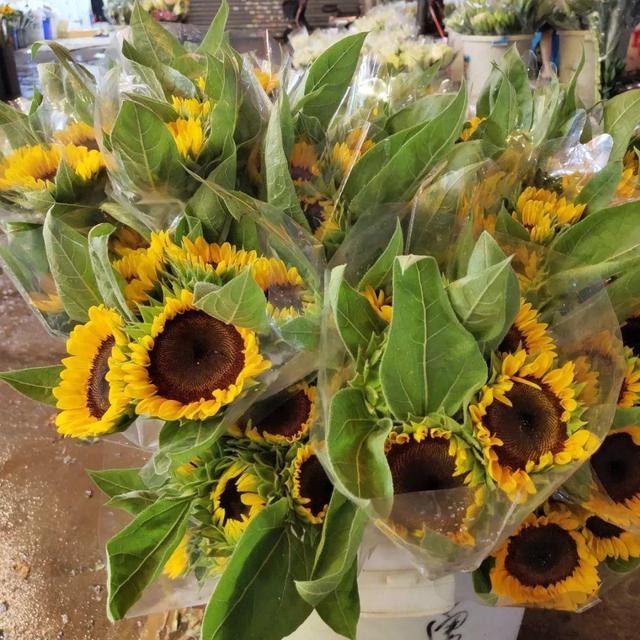 荷花最好看的品种是什么，这花最好看、最好养