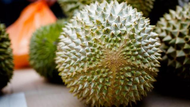 榴莲有几个品种，榴莲的品种有几种（五种常见榴莲品种）