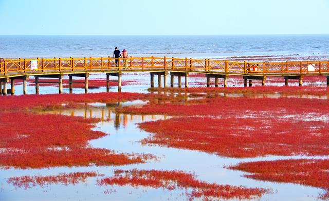 凝望红海滩，凝望红海滩阅读及答案（潮涨潮落红海滩）