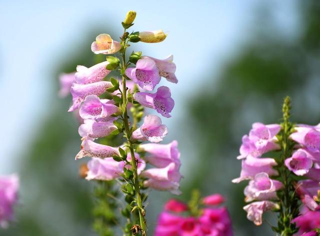 毛地黄是什么，毛地黄是什么科属（这花不养真的好亏）