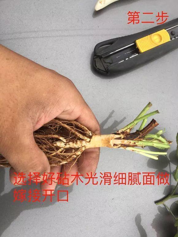 大花月季嫁接的方法，月季花嫁接方法学（月季嫁接用对方法）