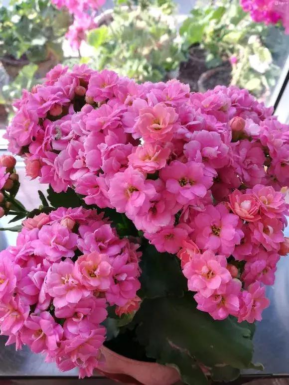 废旧花泥的妙用，废旧花泥可以种花吗（换盆后旧土别扔）