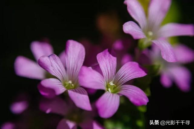 千寻创意（花卉摄影总是太平淡）