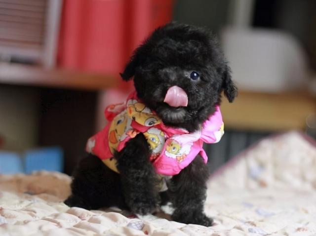 黑色的泰迪犬好养吗，黑色的泰迪犬好养吗视频（买泰迪要挑黑色的）