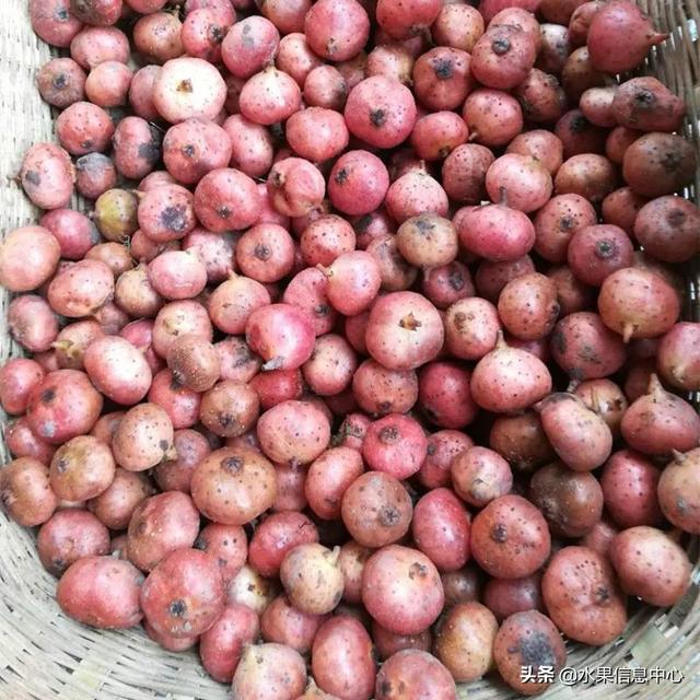 醋柳果的功效与作用，醋柳果的功效与作用及禁忌（国内有哪些小众特色水果）