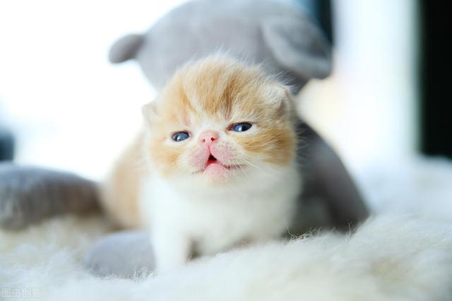 两个月大的猫咪的训养方法，怎么训练两个月的猫咪（新手怎么喂养和训练两个月的小奶猫）