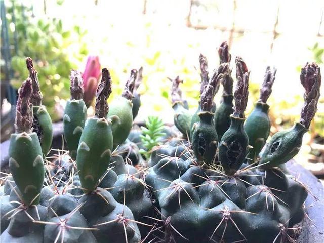 君子兰不开花怎么办才能开花，用“啤酒水”擦叶子