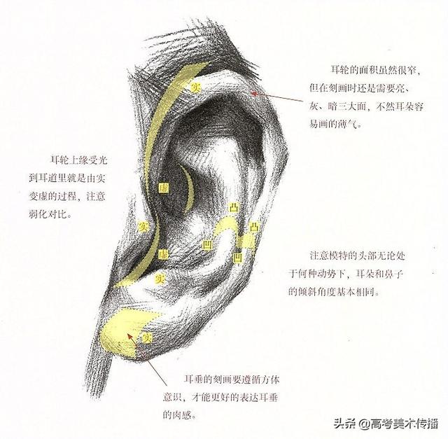 眉毛的结构图，眉毛的基本结构（五官及头、颈、肩关系解析）