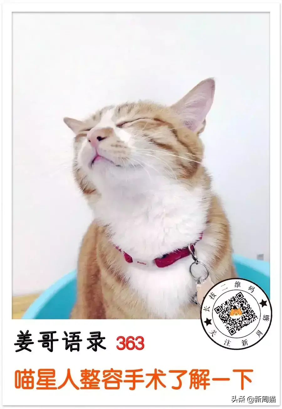 猫咪拔牙多少钱 猫咪拔牙后多久可以完全康复