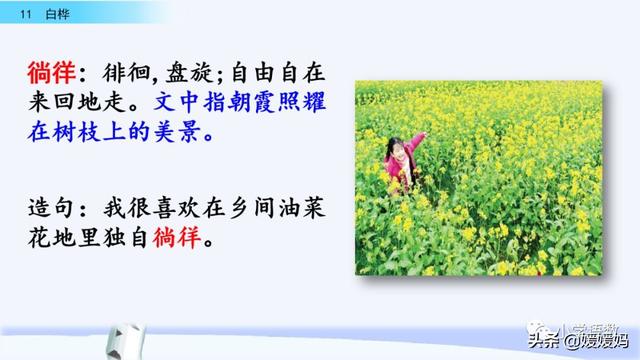 悠扬的近义词，“悠扬”的近义词是什么（四年级下册语文第11课《白桦》图文详解及同步练习）