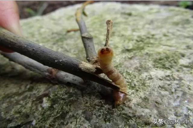 韧皮部是树的哪个部位，韧皮部在树的什么部位（白蜡树树干上有很多虫孔）