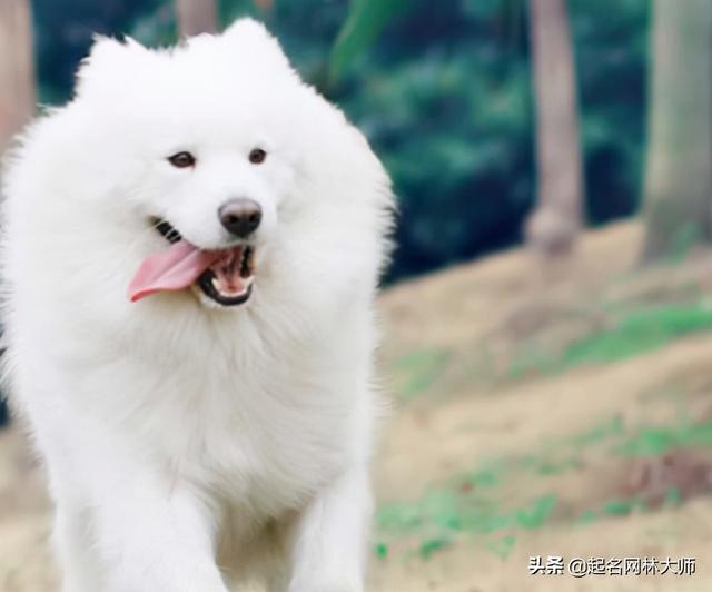 qq输入法不支持ios，为什么电脑qq输入法不能用（54个“温顺”狗狗名）