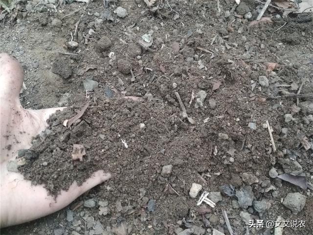 虎皮剑兰的养殖方法，虎皮剑兰的养殖方法和注意事项浇水（新手也能种好虎皮剑兰）