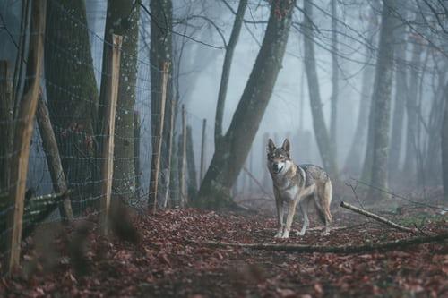 犬科动物分支，狼，你是最坏的动物吗