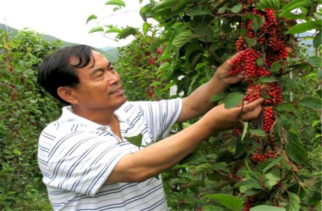 五味子种植技术与栽培管理，五味子的栽培技术和管理（让你轻松学会种植）