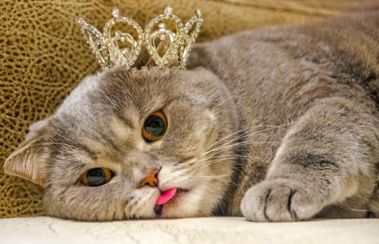 猫一直吐舌头后面死了(猫咪吐一小截舌头)