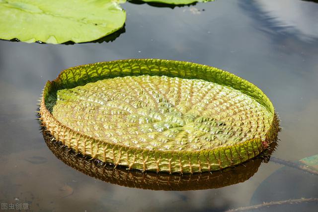 神奇的植物有哪些，世界上最神奇的植物（十种奇特的自然界植物）
