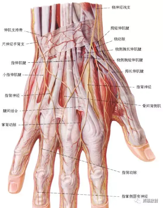 手部血管神经解剖图解图片