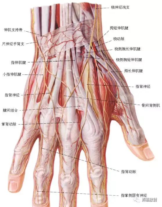手部神经分布图,「解剖学堂」腕关节系统解剖图 冠状mri - 玉三网