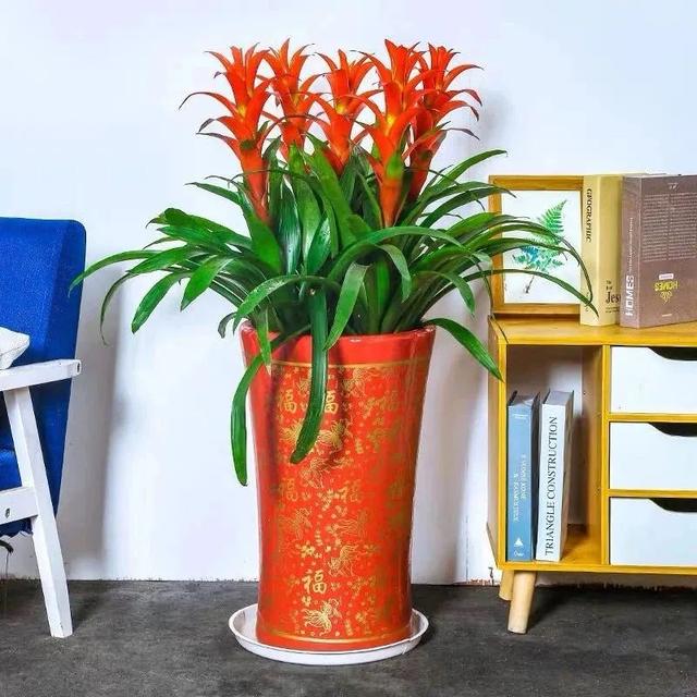 1,十月中国红,推荐6种红色系花,家里养几盆,红红火火,真喜庆