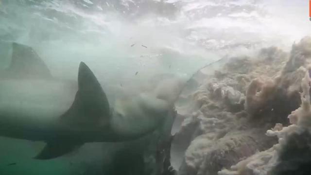 “鲸落是鲸鱼留给大海，最后的温柔。”，鲸落是鲸鱼留给大海最后的温柔下一句（为什么说鲸落是鲸鱼最后的温柔图片）