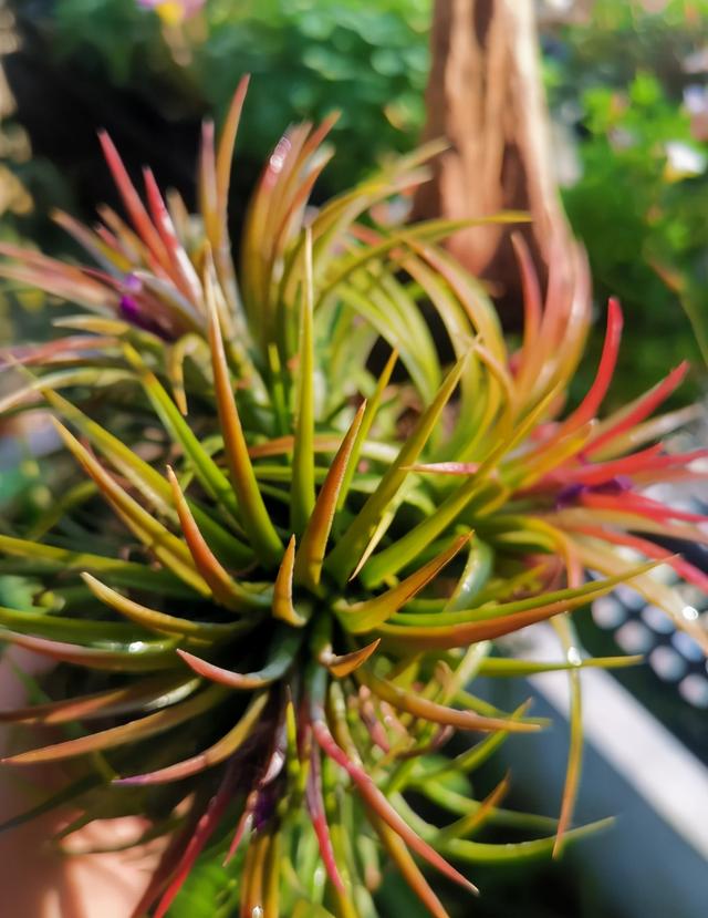 空氣鳳梨的澆水方法,空氣鳳梨植物室內養殖方法有哪些