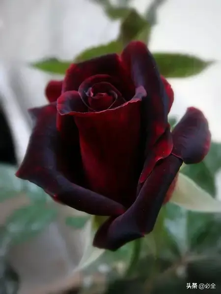 延龄草的花语和传说，延龄草的作用（园林人，这些黑色植物你见过吗）