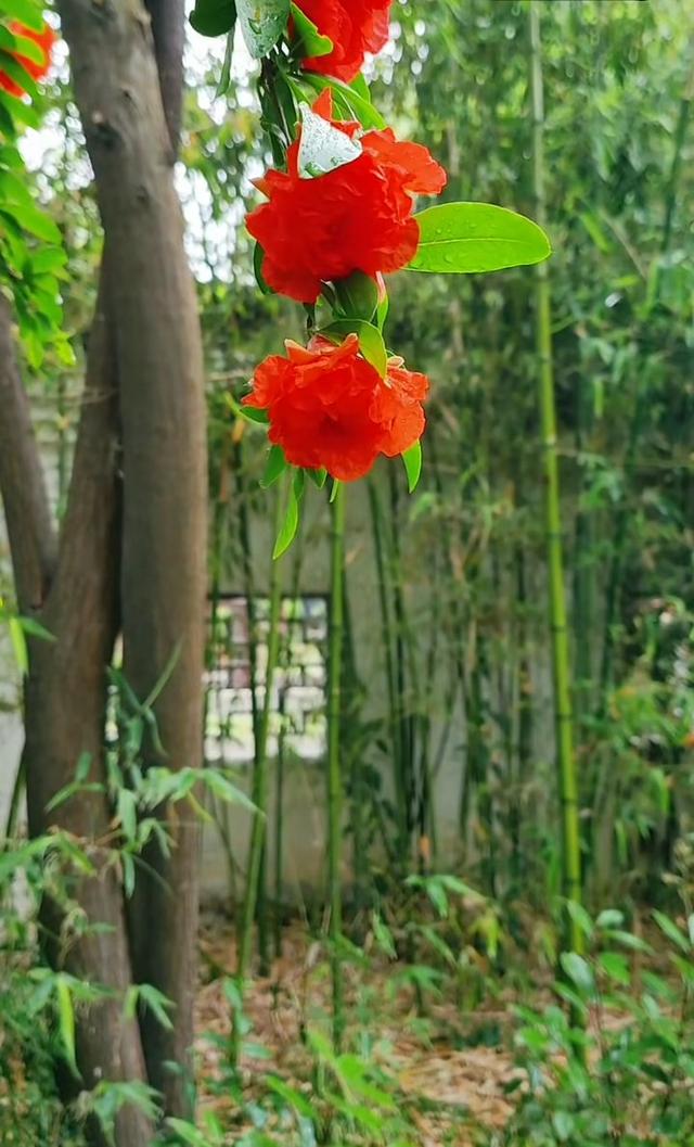 花头像图片大全，好看的花儿头像微信（相遇的瞬间）