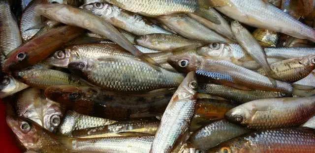 农村常见的10种野生食物，图6名字容易被误会