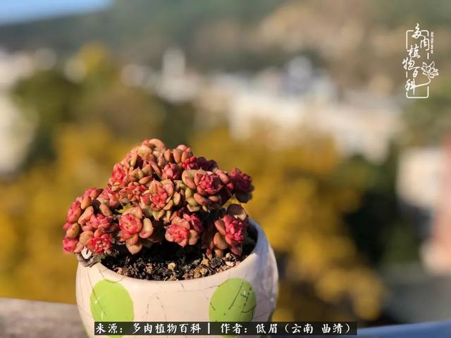 很丧很失望——低眉.，皱着眉头哭丧（陪你度过寒冷的圣诞平安夜图片）