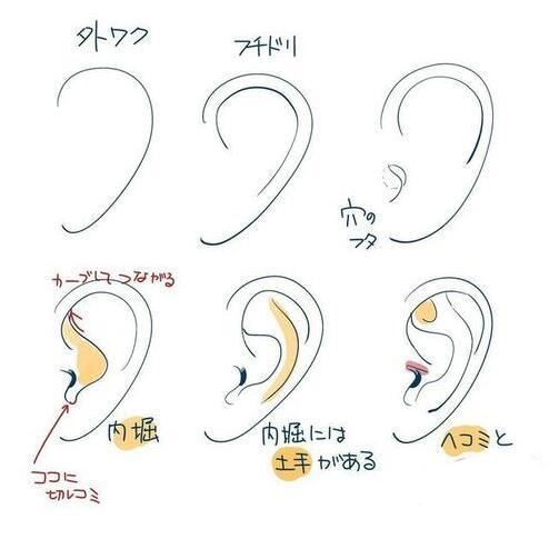 五官有哪些，人的五官准确是哪五官（动漫人物五官的详细画法）