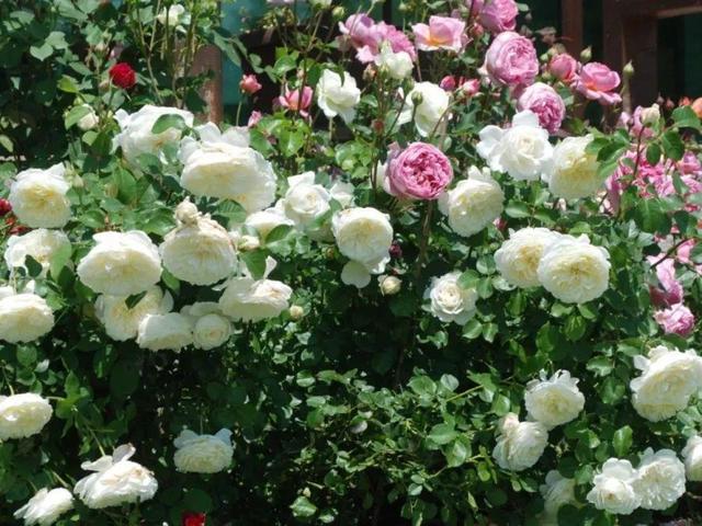 瓜子属于坚果吗，瓜子花生属于坚果类吗（给花吃点瓜子）