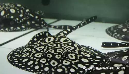 为什么被魟螫后会中毒，被毒蛇咬了会被毒死吗（我被一条魟鱼给刺伤了）