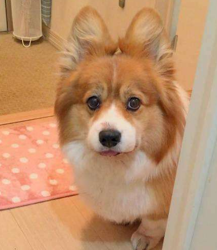 长毛柯基是串吗，什么样的柯基是长毛柯基（“纯种”和“串串”如何区分）