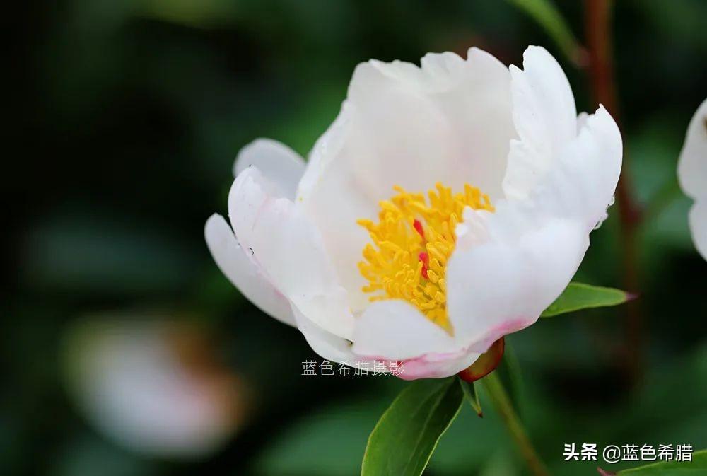 芍药花什么时候开，芍药什么时候开花（实拍13张芍药花照片）